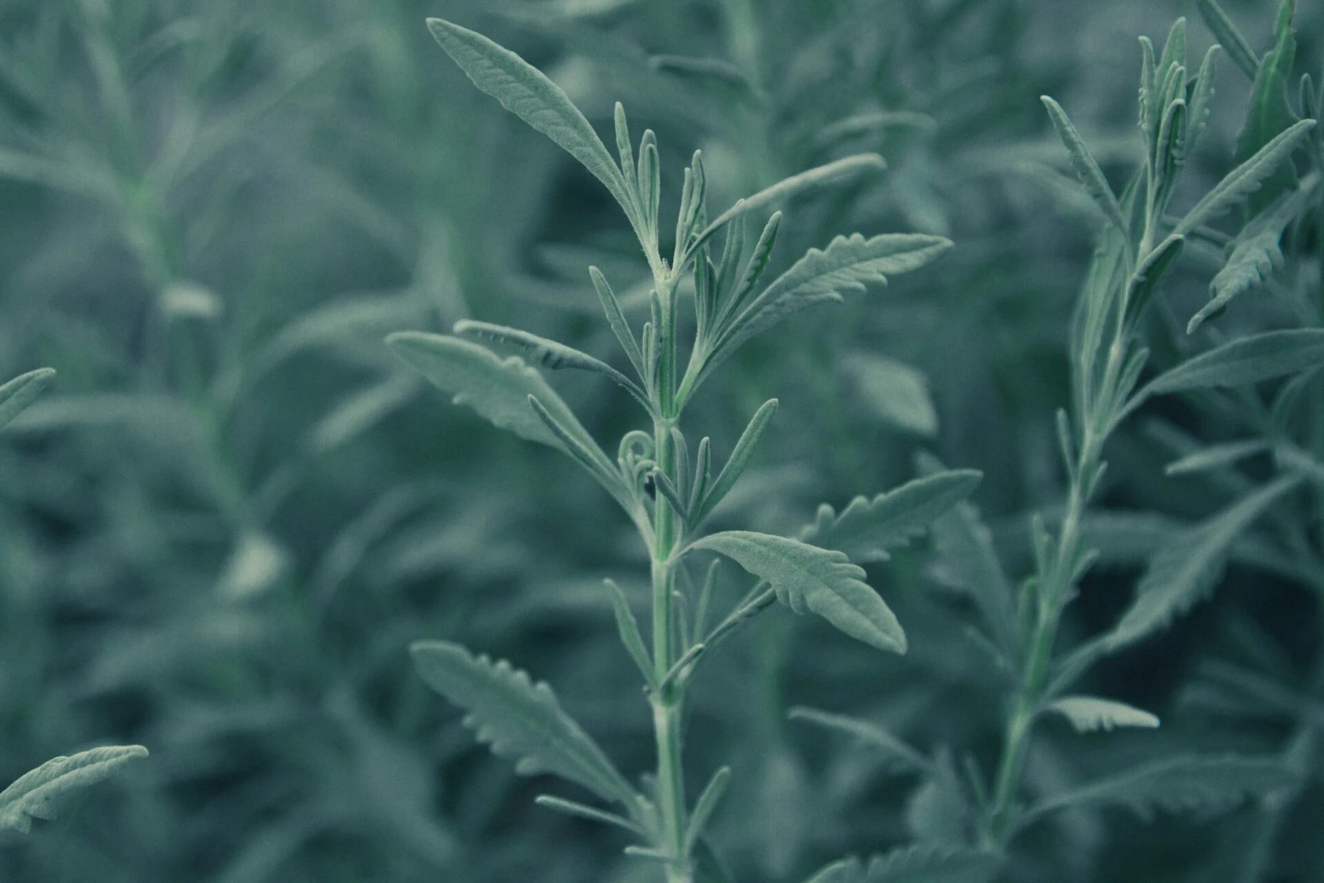 Wild Sage